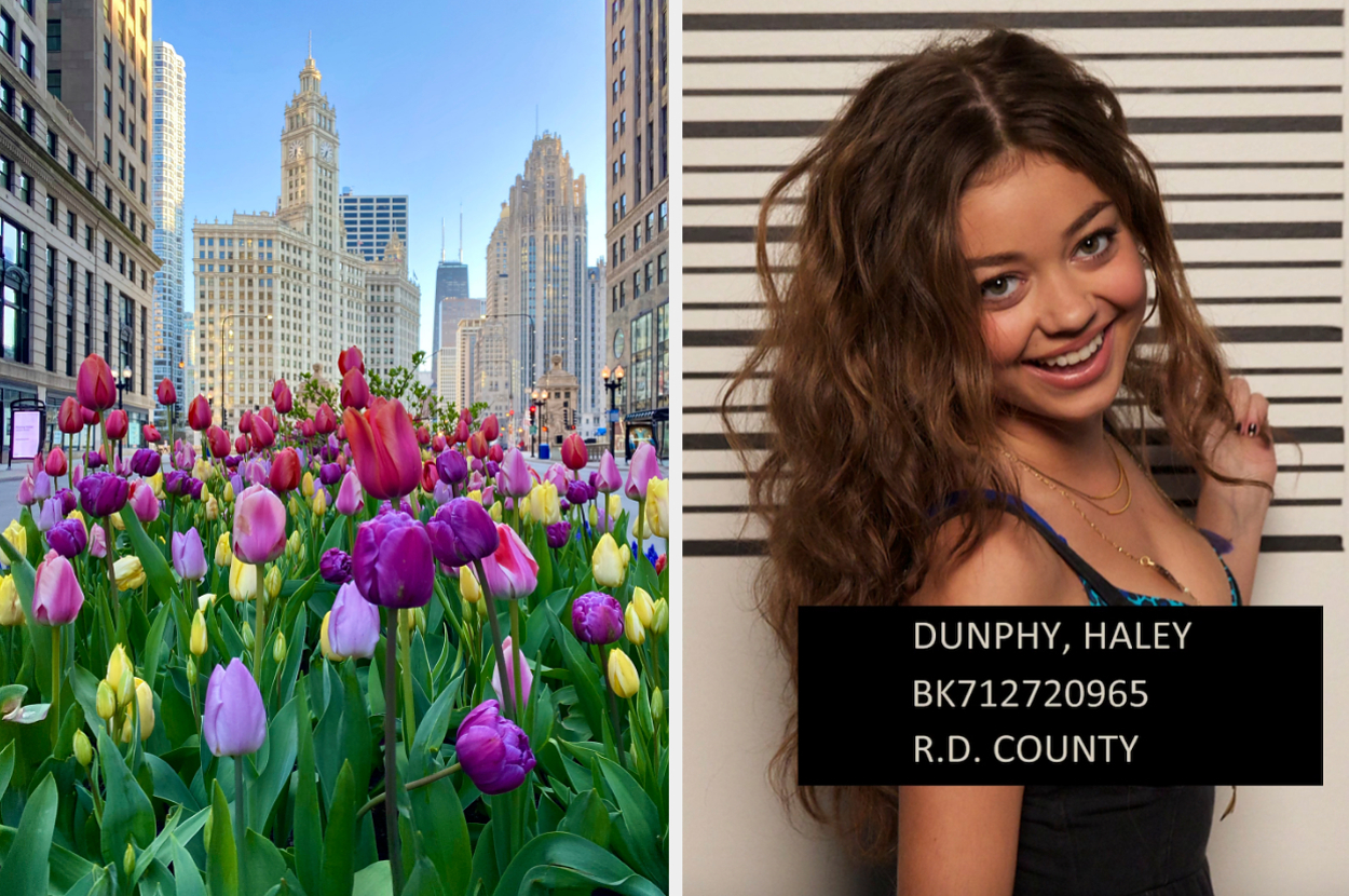 On the left, tulips blooming in Chicago, and on the right, Haley from Modern Family posing for a mugshot