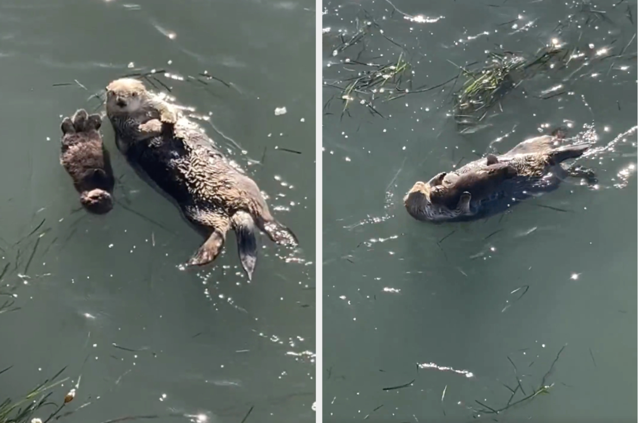 Two otters floating on their backs in water, one appears to be a pup