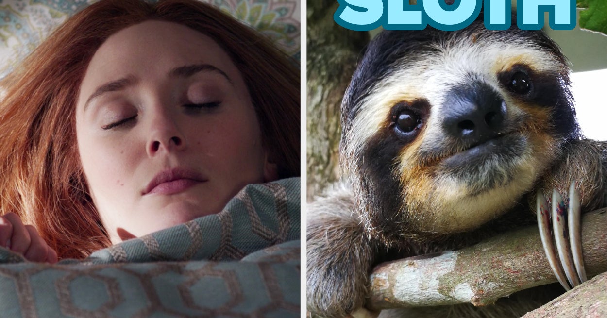 Take Nap Reveal Inner Animal Quiz