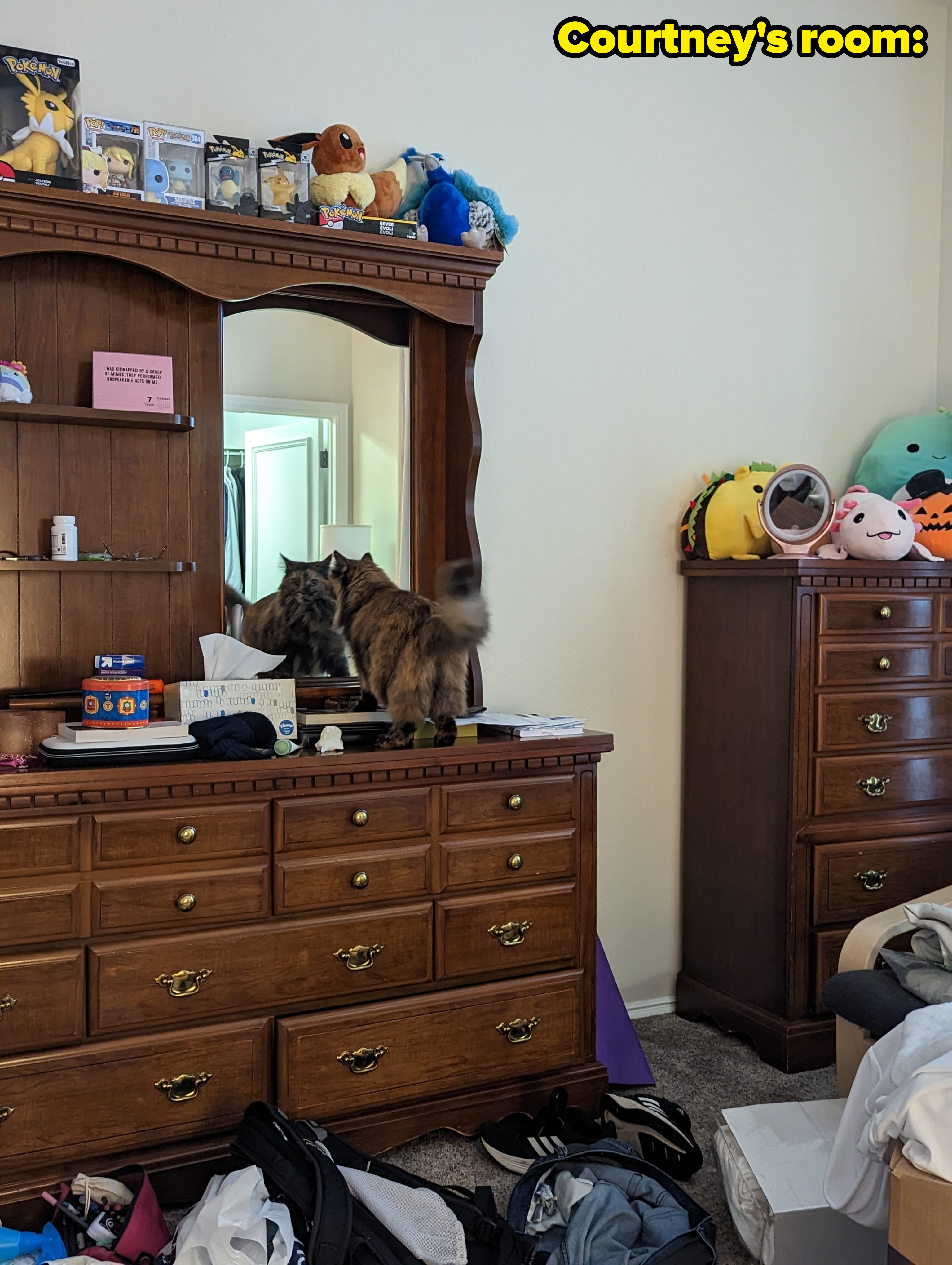 Long-haired cat on a dresser with plush toys on shelves and scattered items around the room