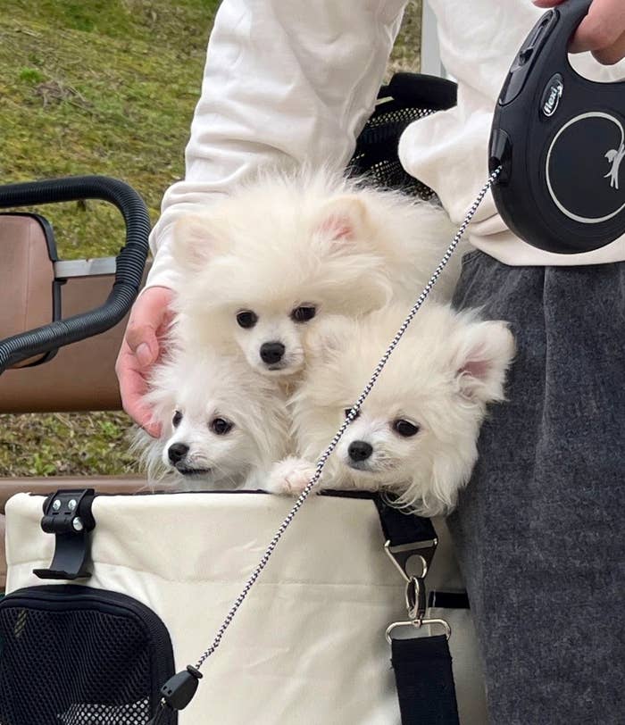 人がカートの中の3匹の小型犬を撫でている。