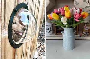 Dog peers through fence bubble window; vase of tulips on a worn table