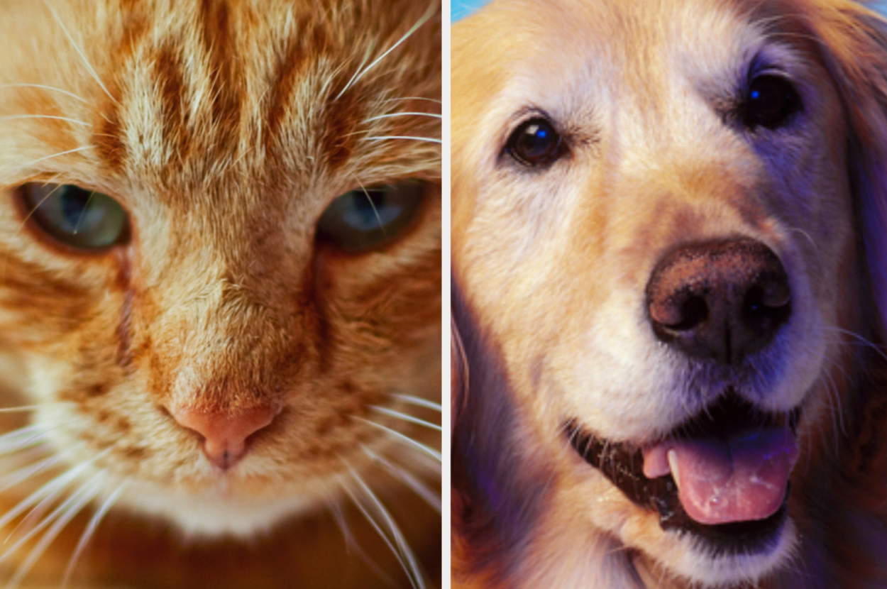 Close-up of a cat on the left and a dog on the right, both looking towards the camera