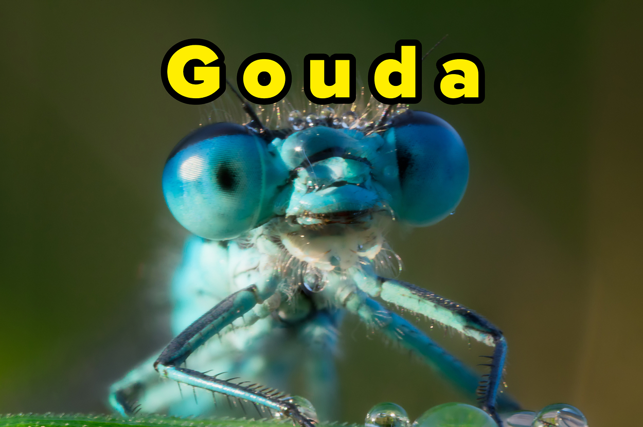Close-up of a damselfly with the word "Gouda" superimposed at the top