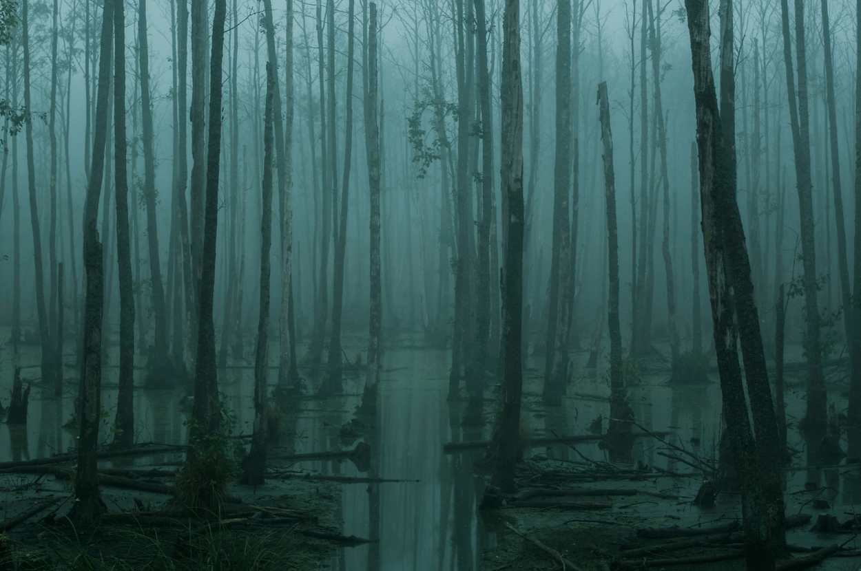 Foggy swamp with dense trees and still water