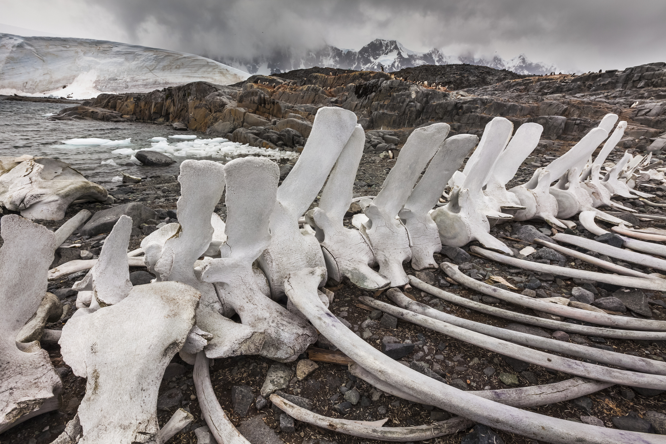 Whale bones scattered across a rocky landscape with snow-covered hills in the background