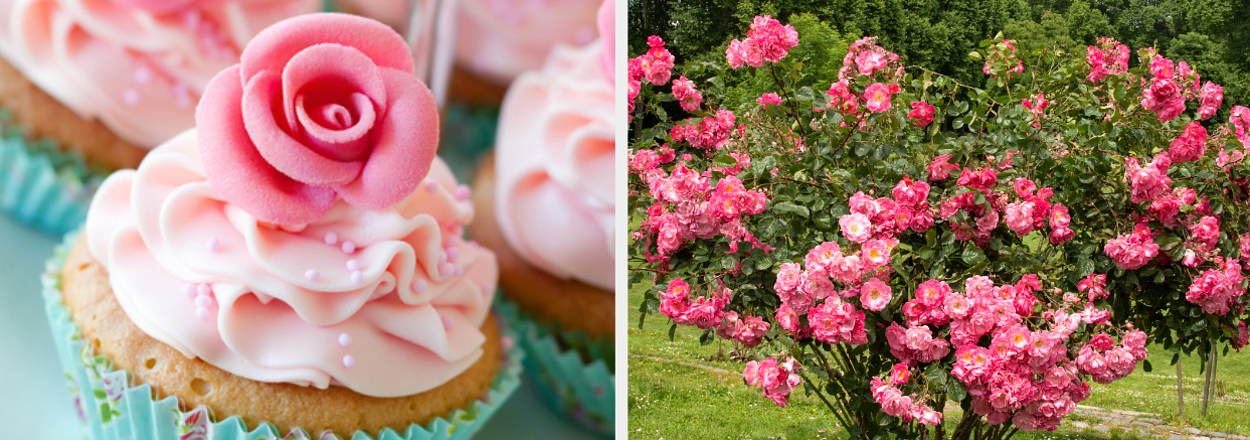 Left: Cupcakes with pink rose-shaped frosting. Right: Bush with blooming pink roses