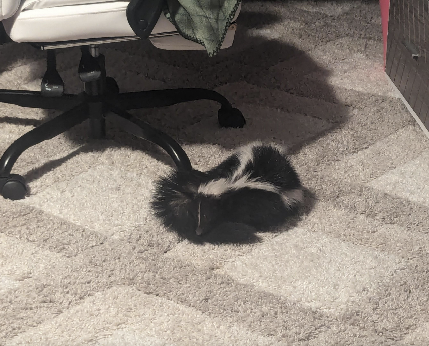 A skunk is on a carpeted floor near a chair and a red object to the side