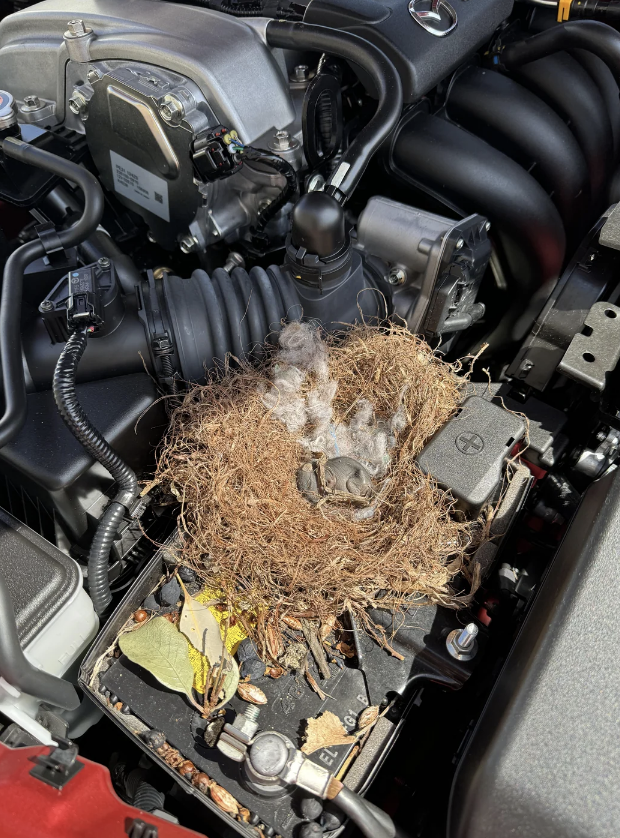 Bird&#x27;s nest with eggs sits atop a car engine compartment, indicating surprising wildlife nesting in a vehicle