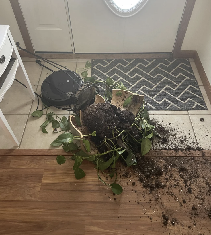 Roomba vacuum collided with a potted plant, scattering soil and leaves on a rug and wood floor