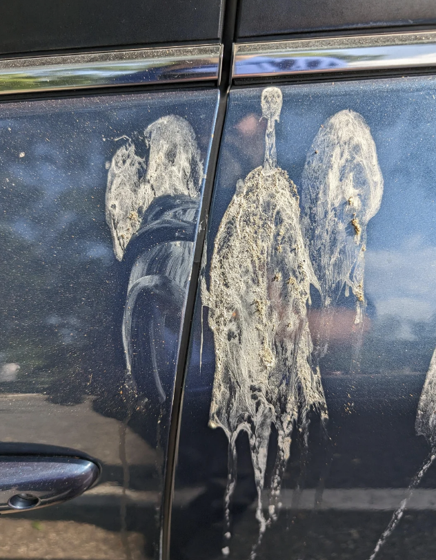 Bird droppings on the side door of a car