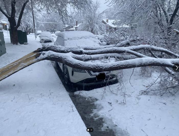 A car is partially covered by a large fallen tree branch, surrounded by snow. No persons are in the image