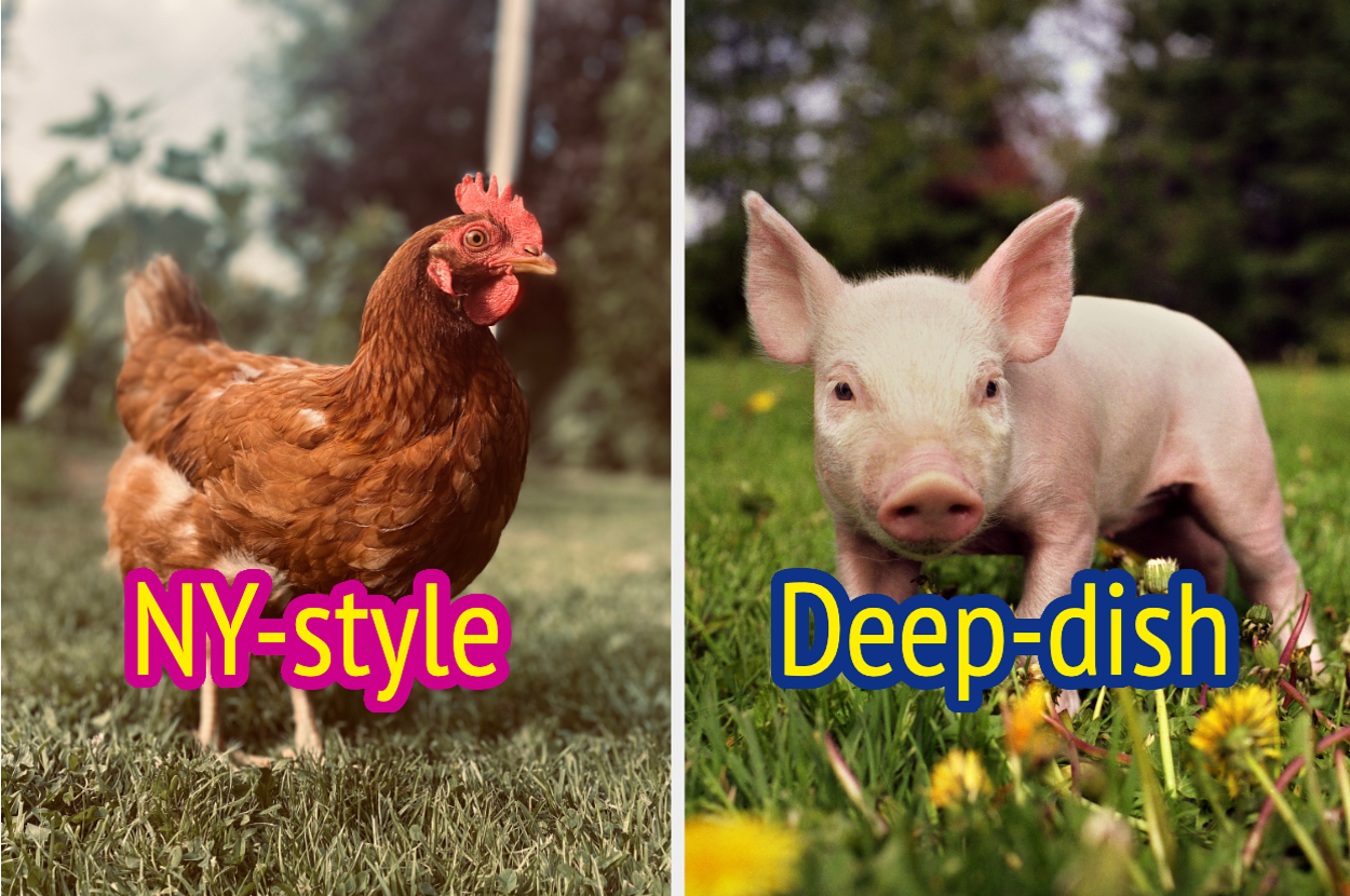 A split image with a chicken labeled "NY-style" and a pig labeled "Deep-dish" in a playful comparison