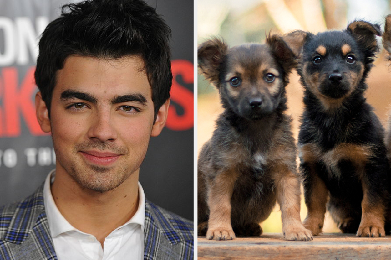 Split image: Left - Joe Jonas smiling, wearing a plaid jacket. Right - Two puppies sitting side by side