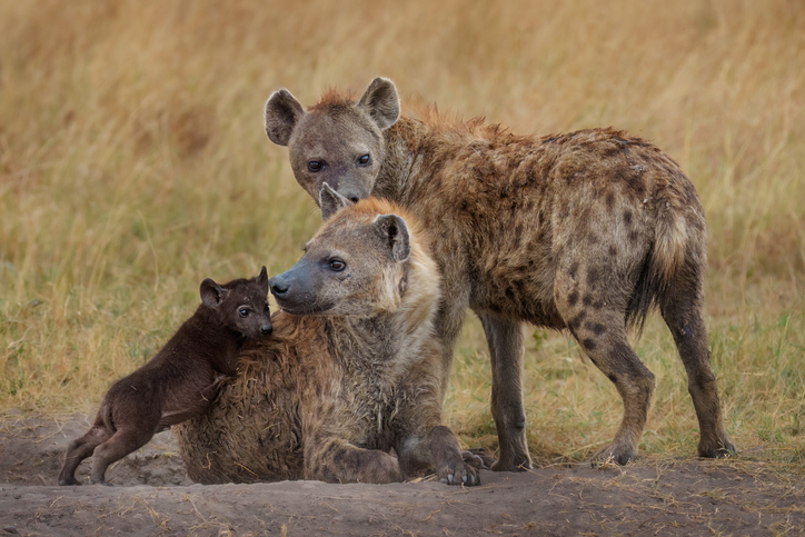 Two hyenas in the wild, one adult and a cub showing affection
