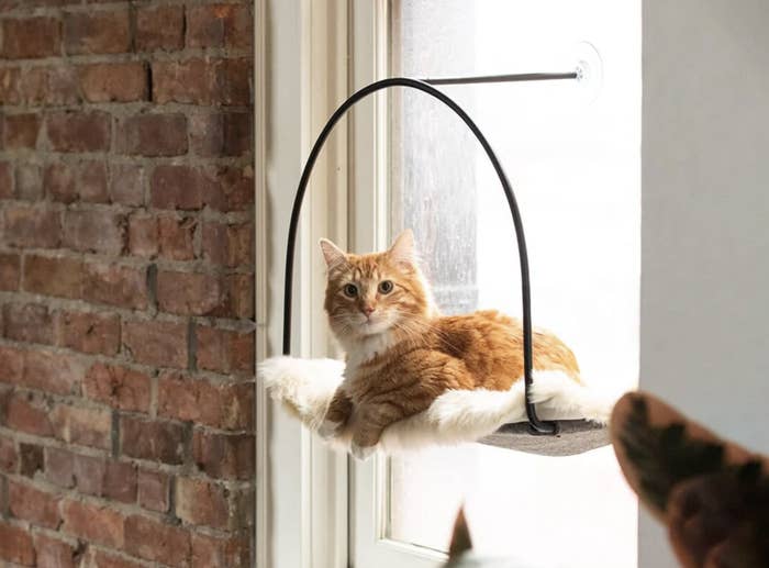 A ginger cat lounging on a wall-mounted cat bed with a curved stand next to a brick wall