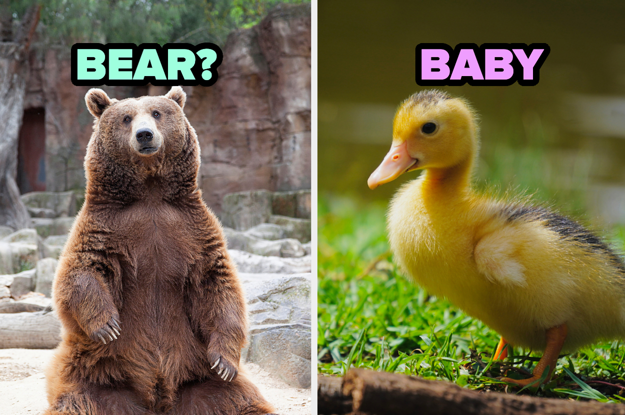 I'll Reveal Which Duck Matches Your Personality Based On The Animals
You Visit At The Zoo