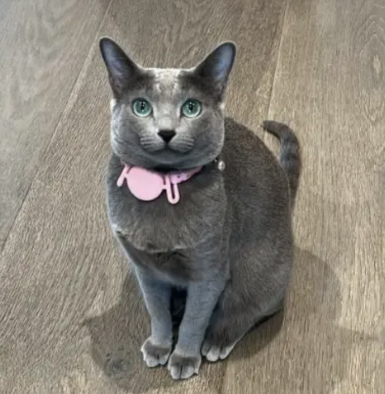 Gray Kitty with a pink collar sitting on a wooden floor looking upwards