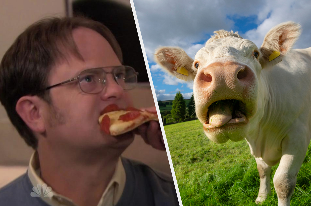 Split image with Dwight Schrute from "The Office" on left eating pizza and close-up of a curious cow on right