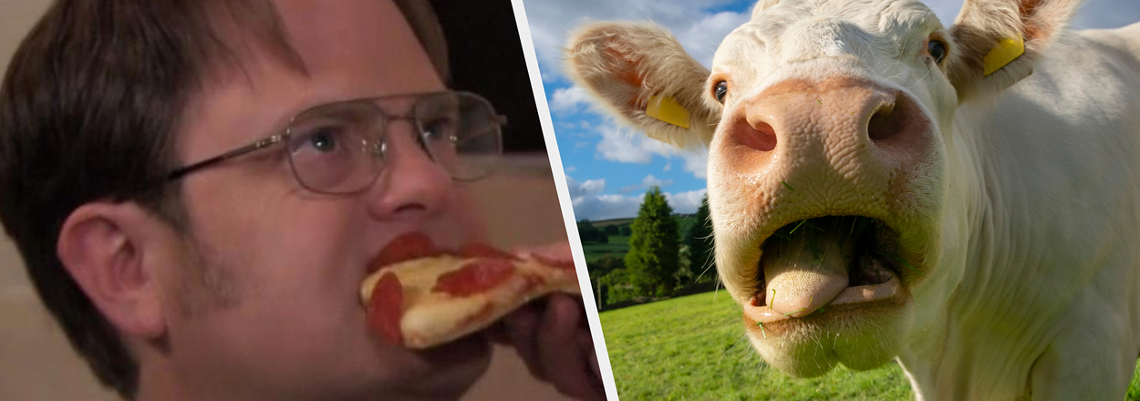 Split image with Dwight Schrute from "The Office" on left eating pizza and close-up of a curious cow on right