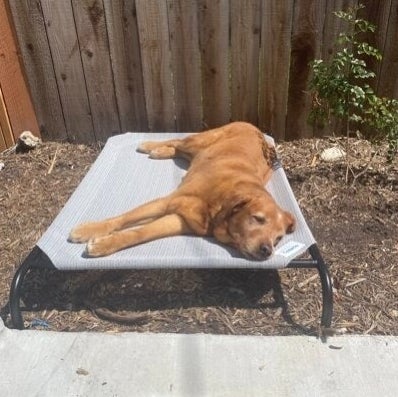 Dog relaxing on an outdoor pet bed