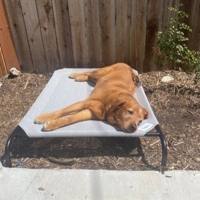 Dog relaxing on an outdoor pet bed