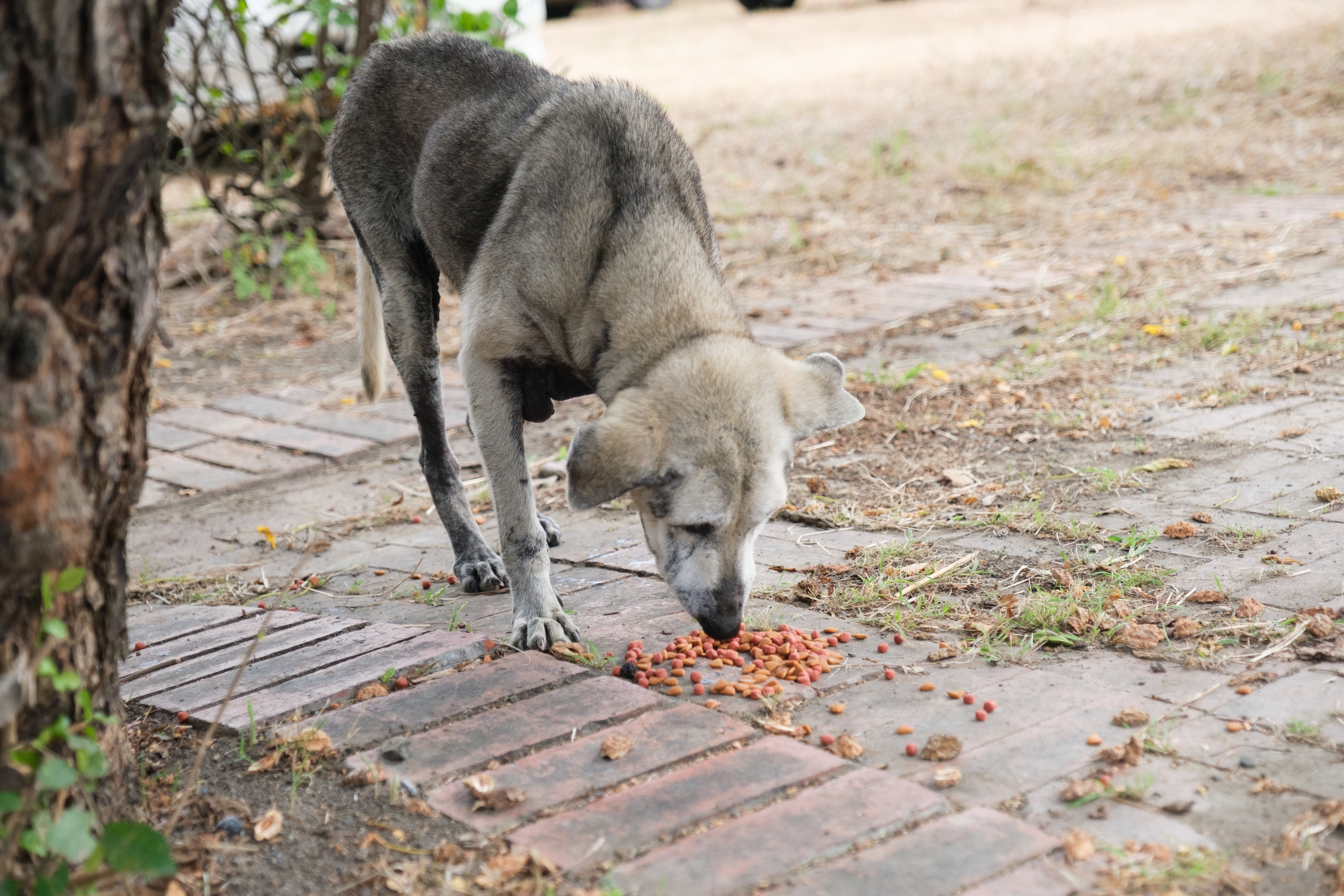 Dog eating kibble off a brick path beside a tree