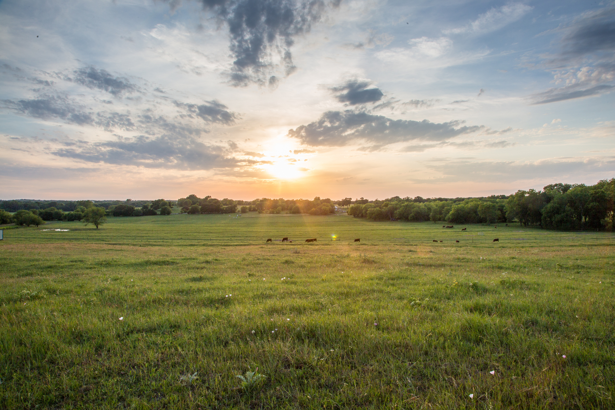 Sunset over a peaceful pasture with scattered cows grazing