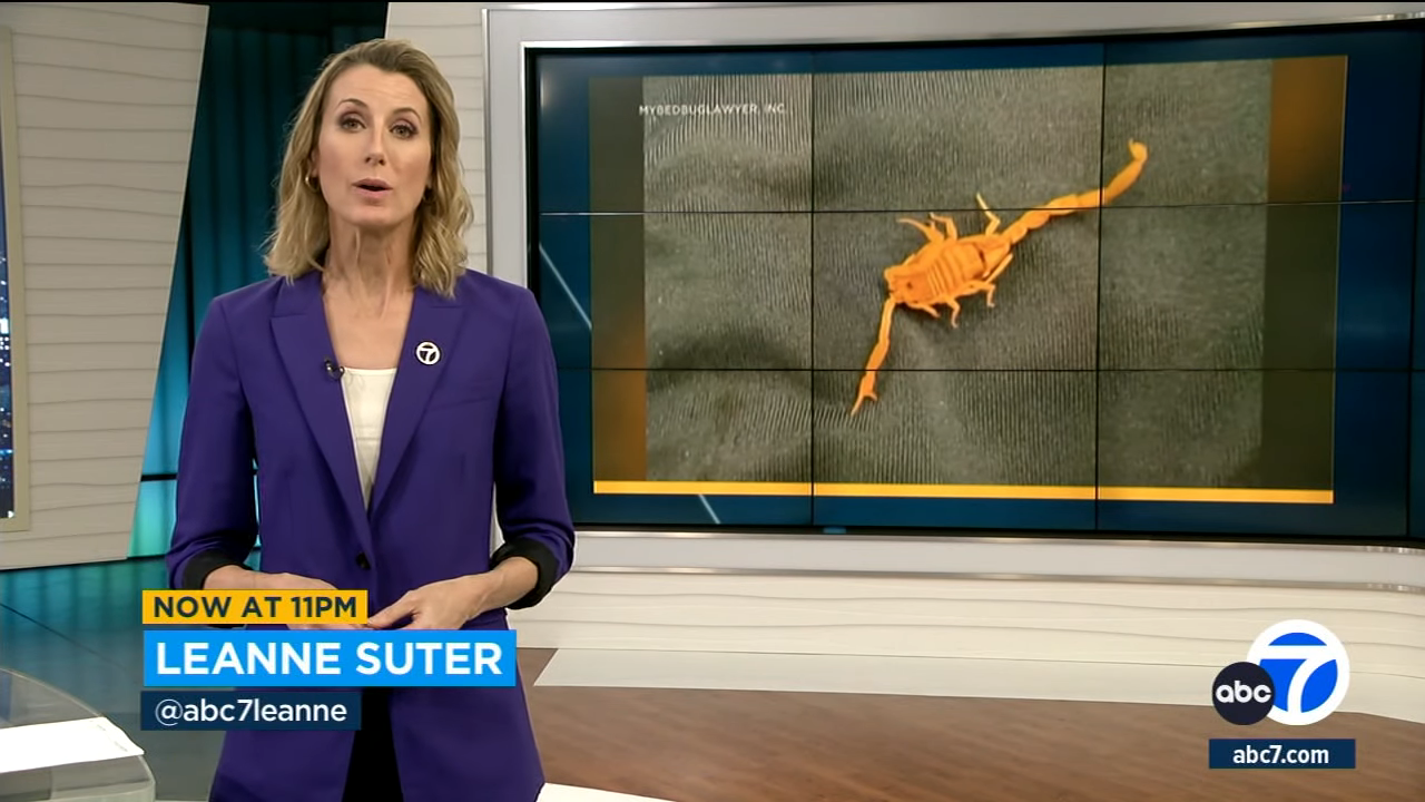 News anchor Leanne Suter reports beside a screen displaying an origami grasshopper