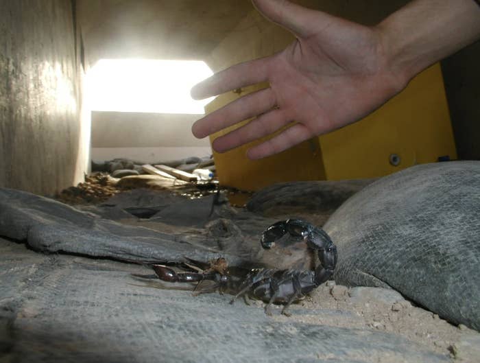 A person&#x27;s hand near a large scorpion under a crawl space with light shining through