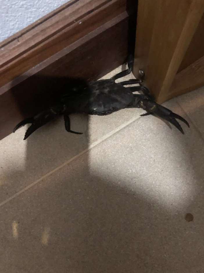Crab found indoors near a door, likely an unexpected visitor in a home