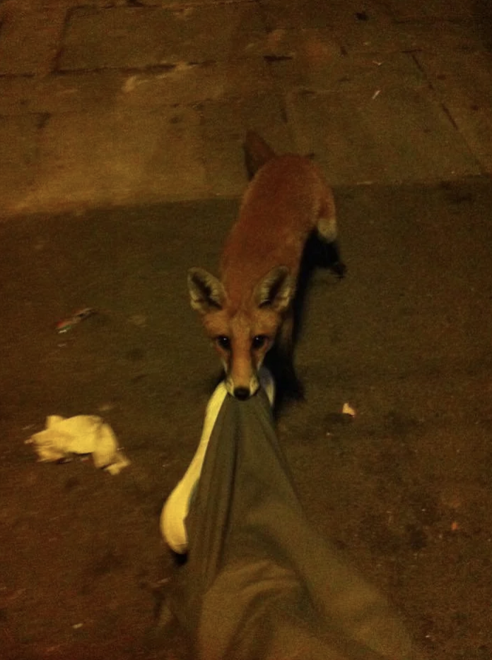 Fox caught in the act of playfully tugging on a person&#x27;s pant leg on a street at night