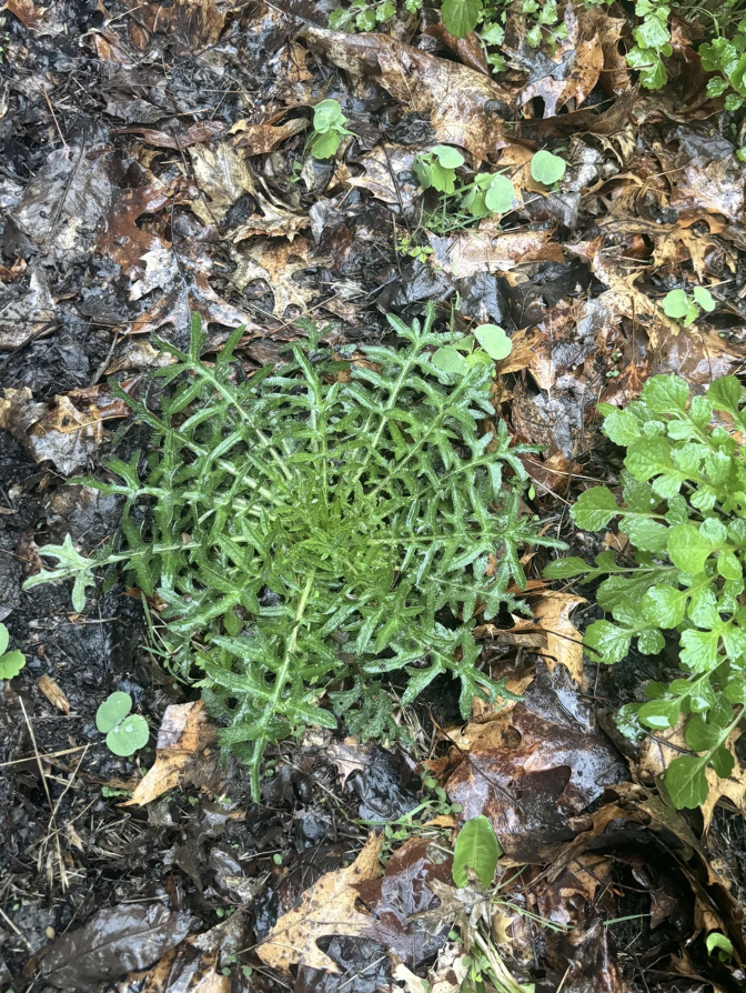 A green fern plant growing among forest litter