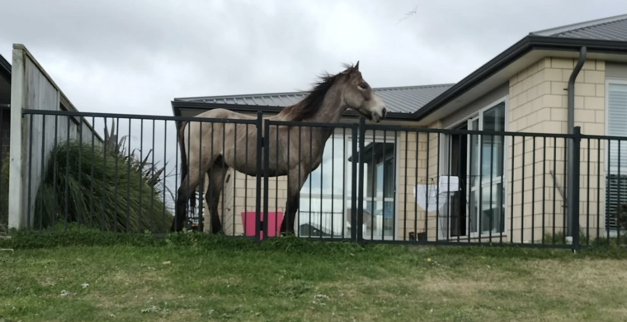 Horse stuck halfway over a metal fence beside a residential building