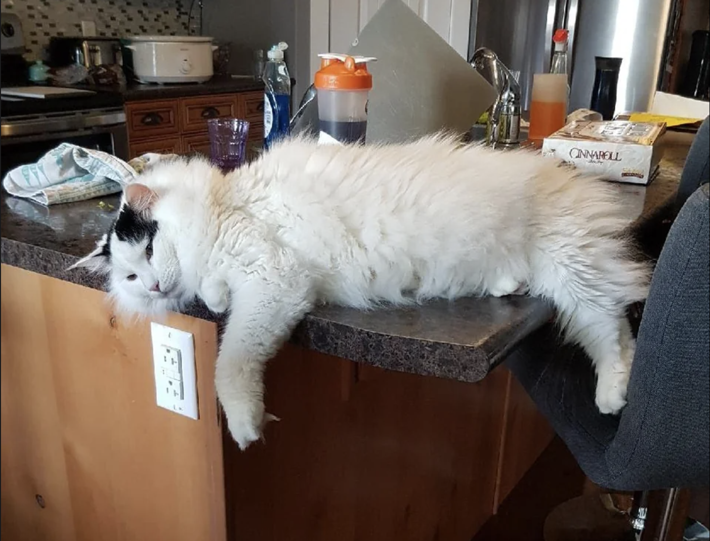 Large white dog sprawled across a kitchen counter next to a sink, with miscellaneous items around