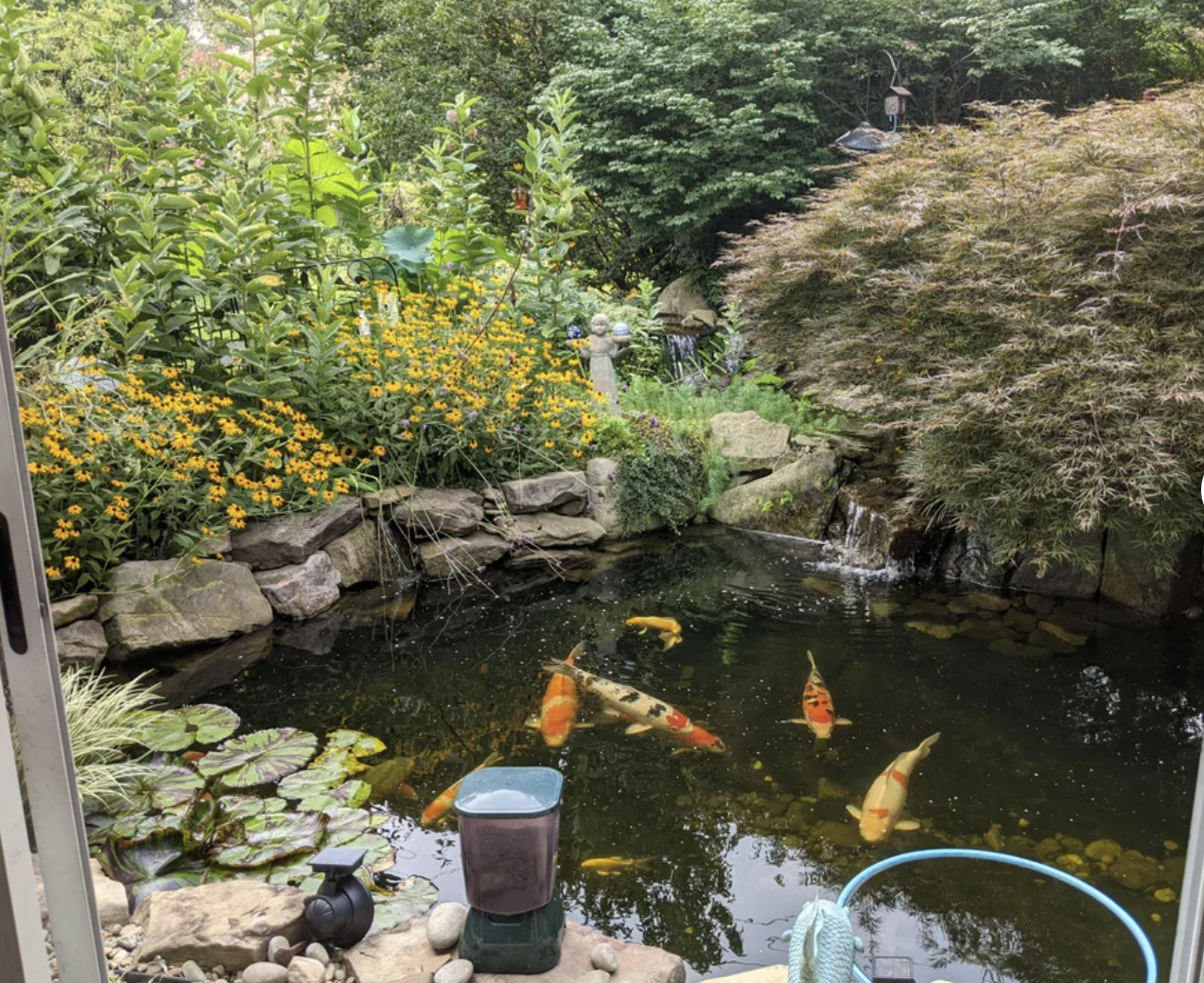 Grandma&#x27;s lush pond with koi fish and surrounding greenery, viewed from above