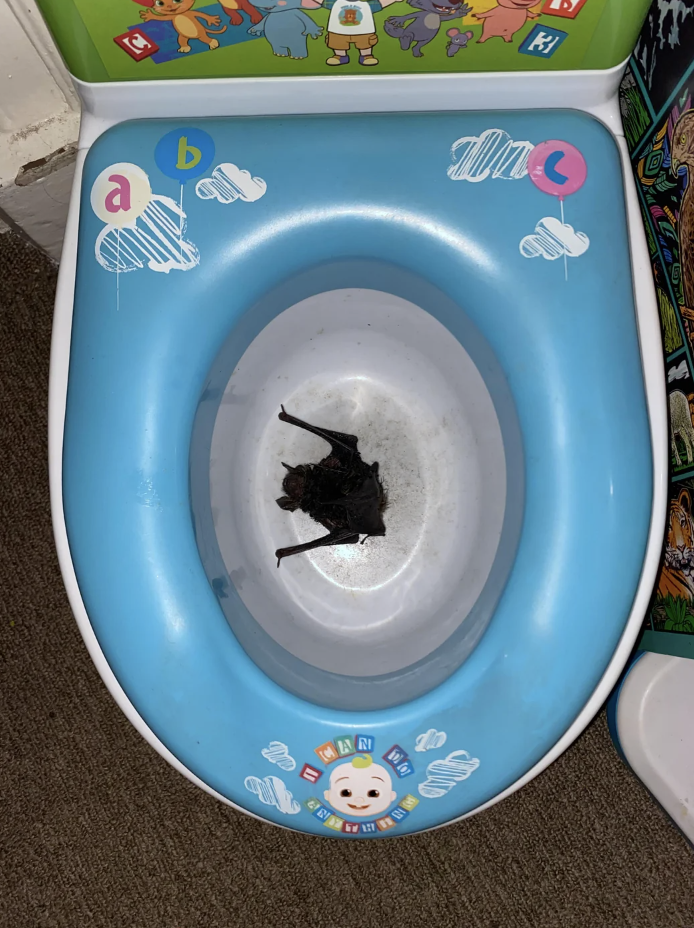 Child&#x27;s potty training toilet with a frog inside