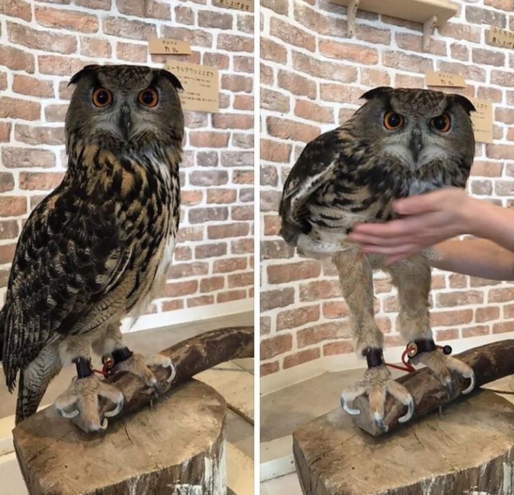 Owl perched on a beam with a hand gently petting it; seen indoors with brick background