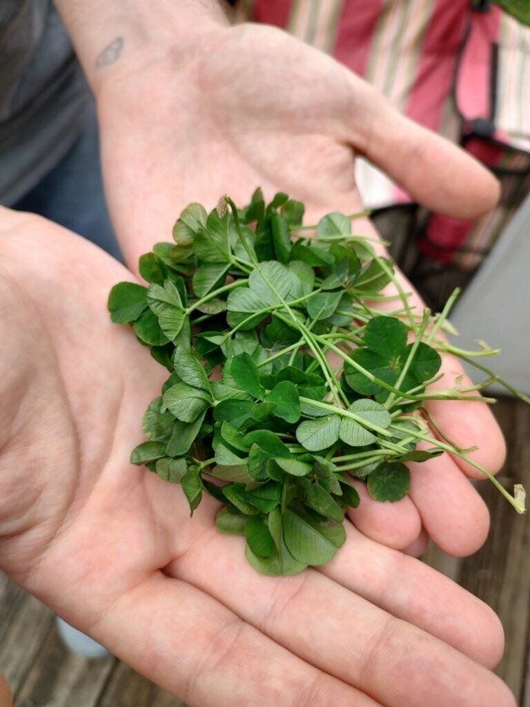 Person holding a handful of fresh four-leaf clovers