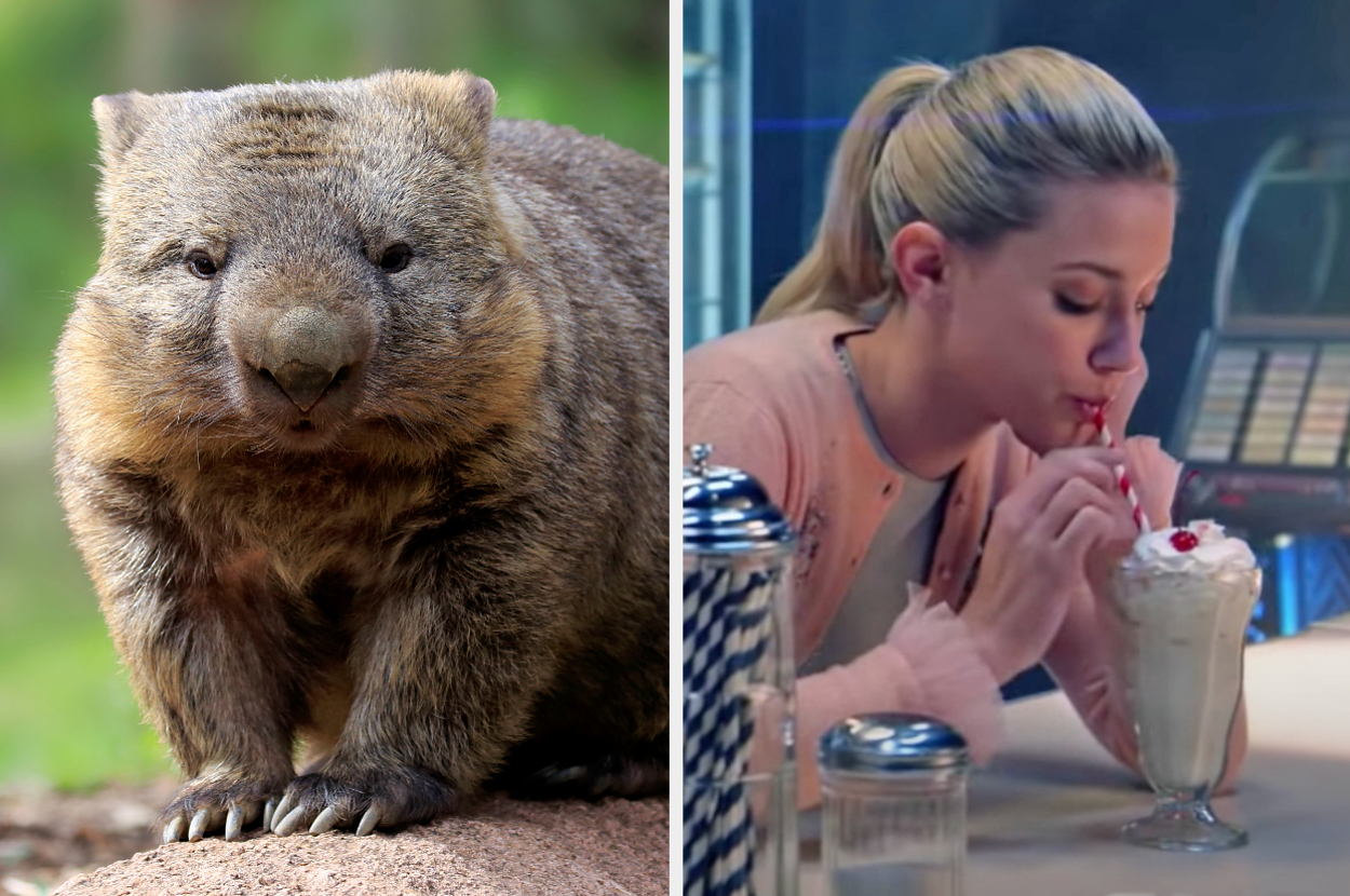 On the left, a wombat, and on the right, Lili Reinhart sipping a milkshake as Betty on Riverdale