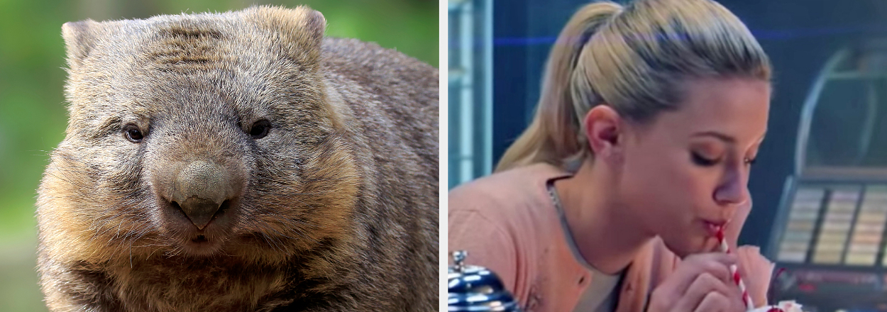 On the left, a wombat, and on the right, Lili Reinhart sipping a milkshake as Betty on Riverdale