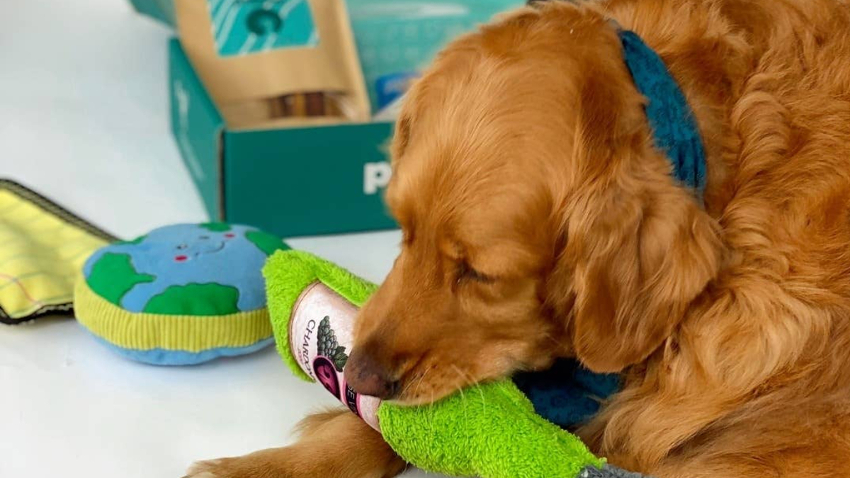 21 Best Dog Subscription Boxes