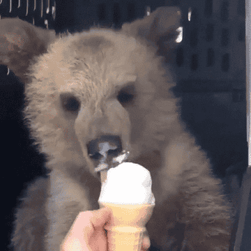 Oso comiendo helado de un cono sostenido por una persona