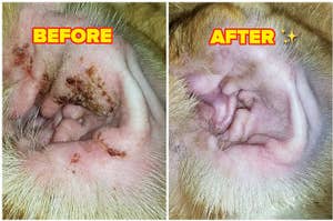 reviewer's dog's ears before and after cleaning with ear drops