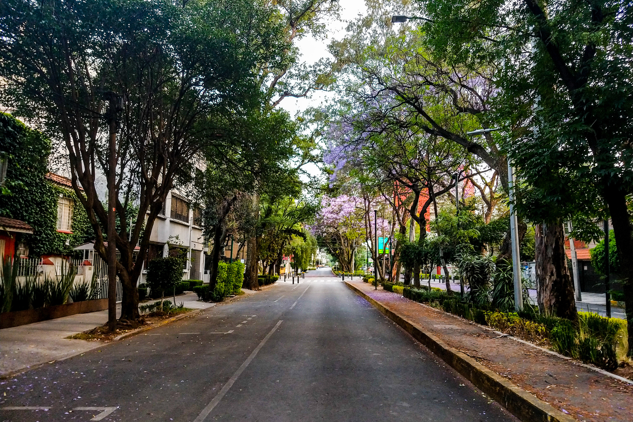 Street lined with trees and residential buildings, some trees have purple flowers. No people visible