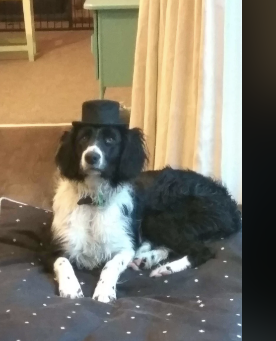 A dog is sitting on a striped cushion wearing a hat