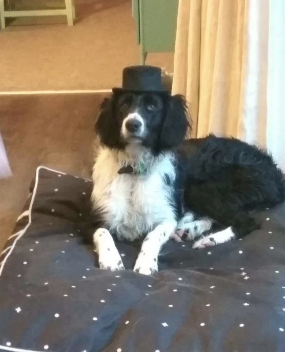 A dog is sitting on a striped cushion wearing a hat