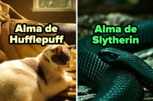 Imagen dividida: izquierda, gato descansando; derecha, serpiente en primer plano. Texto: "Alma de Hufflepuff" y "Alma de Slytherin"