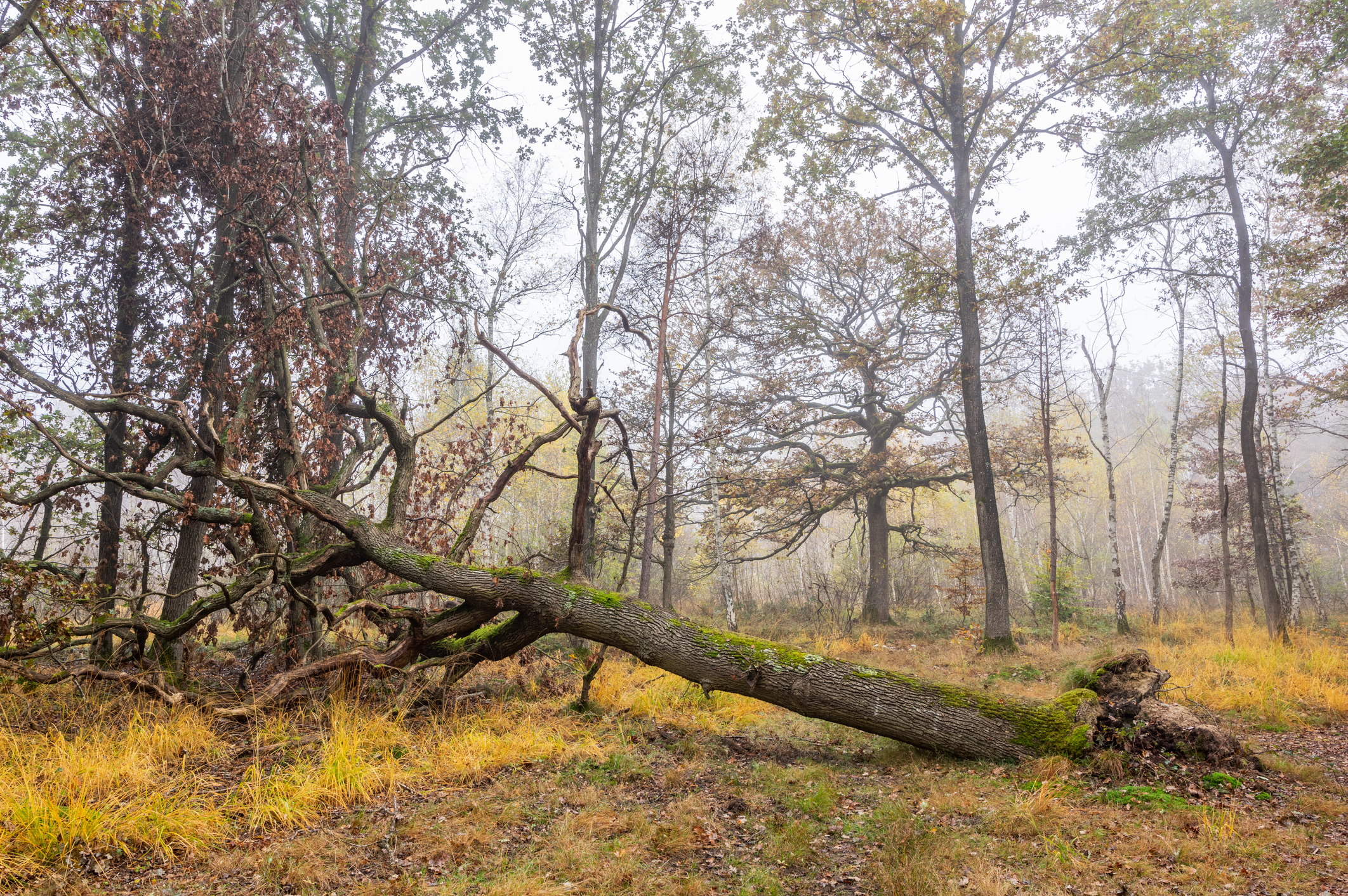 A fallen tree in a misty forest with bare and leafy trees around