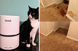 A cat sits beside an air purifier; before and after cleaning images of a carpet with a stain